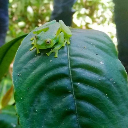 Cabanas Las Orquideas Zapotal  Экстерьер фото
