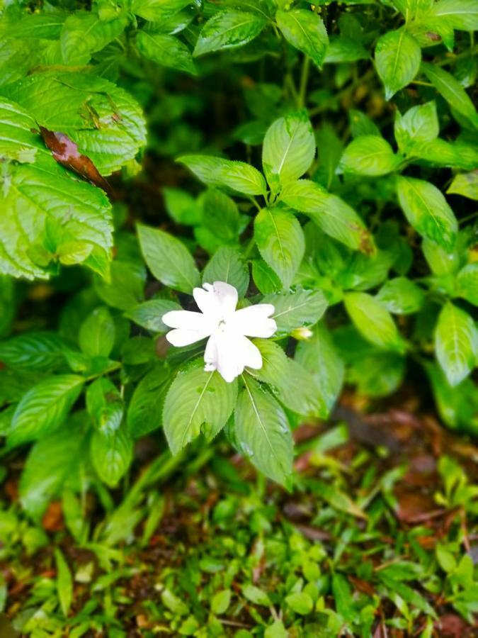Cabanas Las Orquideas Zapotal  Экстерьер фото