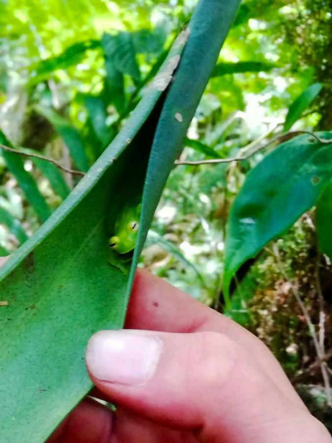 Cabanas Las Orquideas Zapotal  Экстерьер фото