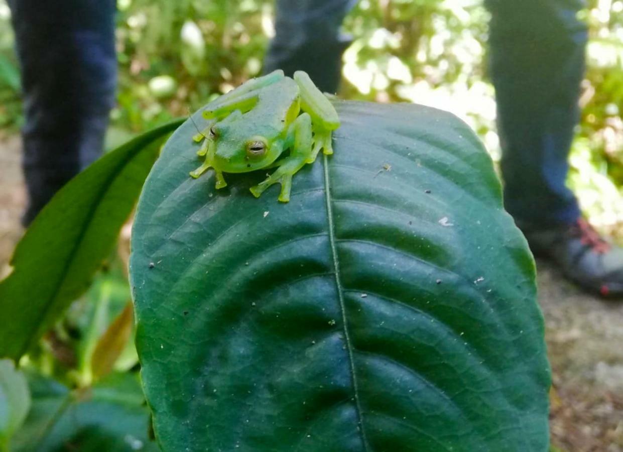 Cabanas Las Orquideas Zapotal  Экстерьер фото