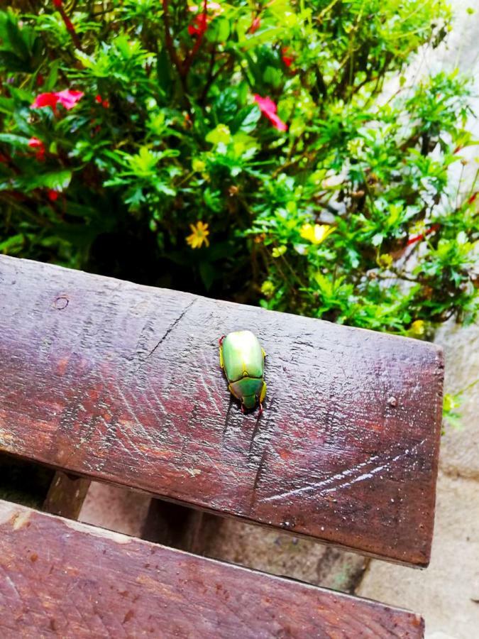 Cabanas Las Orquideas Zapotal  Экстерьер фото