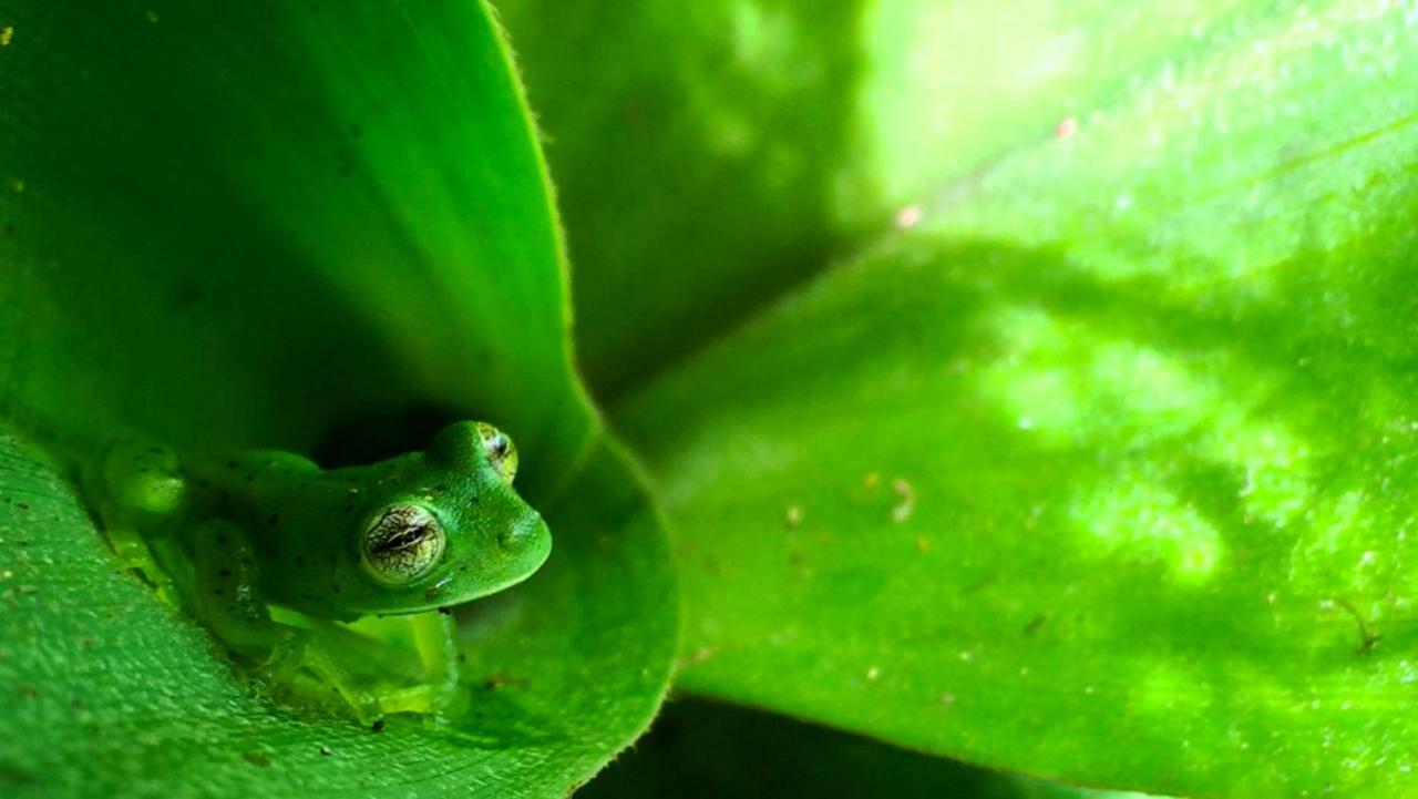 Cabanas Las Orquideas Zapotal  Экстерьер фото