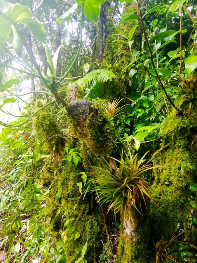 Cabanas Las Orquideas Zapotal  Экстерьер фото