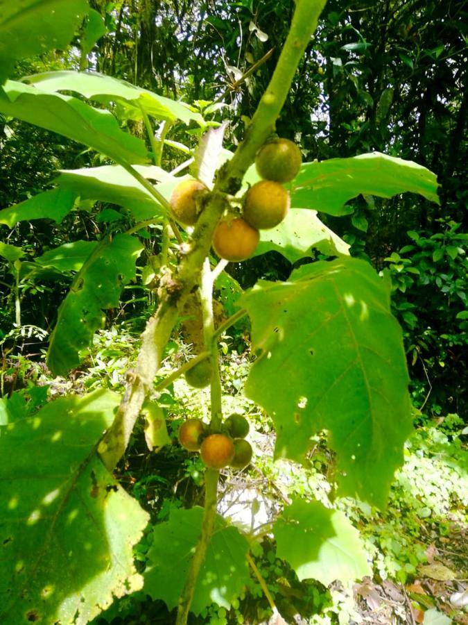 Cabanas Las Orquideas Zapotal  Экстерьер фото